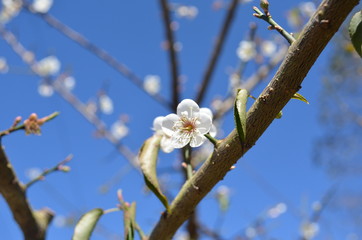 White Flower