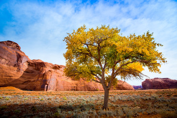 cotttonwood tree, desert
