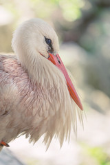 Edles Storchportrait