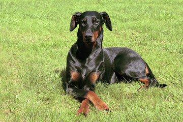 Dobermann with crossed paws laying on lawn and looking slightly to the left