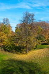 Fototapeta premium Autumn leaf fall in Tsaritsyno park, Moscow, Russia