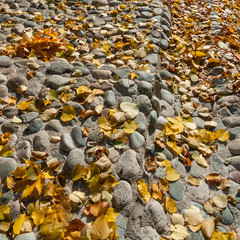 Old cobblestone pavement and autumn foliage in Tsaritsyno park, Moscow, Russia