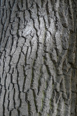 Texture of old oak bark close up