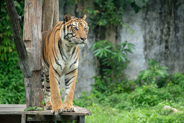 Sumatra tiger standing in grass looking at the camera, Amur tiger walking in the water. Dangerous...
