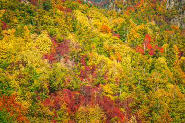 Autumn in Cozia, Carpathian Mountains, Romania. Vivid fall colours in forest. Scenery of nature with sunlight through branches of trees. Colorful Autumn Leaves. Green, yellow, orange, red.