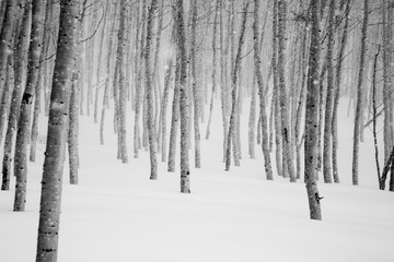 Wasatch Mountains, Utah.photo:Adam Clark