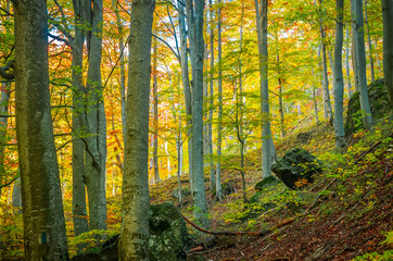 Autumn in Cozia, Carpathian Mountains, Romania. Vivid fall colours in forest. Scenery of nature with sunlight through branches of trees. Colorful Autumn Leaves. Green, yellow, orange, red.