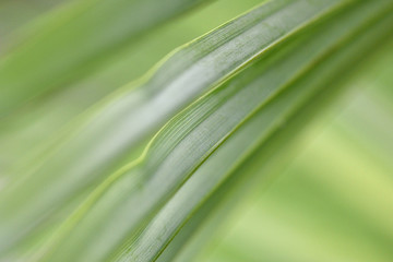 Green palm leaf as abstract background for text, extreme closeup, macro, shallow depth of field