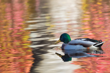 The duck or drake in the city lake or the pound cleaning plumage in the water colored in yellow, red and orange by means of the beak