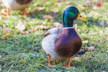 Naklejka na ściany i meble The duck or drake in the city park near the lake or the pound staning on the grass