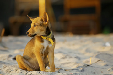 Lonely puppy on the beach