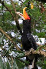 Rhinoceros Hornbill, Kuala Lumpur, Malaysia