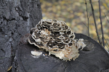 The tree fungus is on the stump