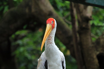 Yellow-billed stork, Kuala Lumpur, Malaysia