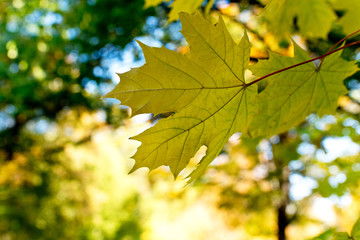 Naklejka na ściany i meble Detail of maple leaf in the autumn park