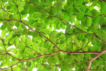 Green leafs From Below, Green leaves on blue sky background bottom view, green leaves background