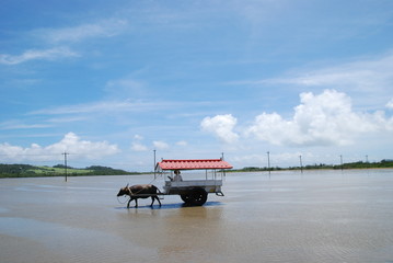 竹富島　水牛車