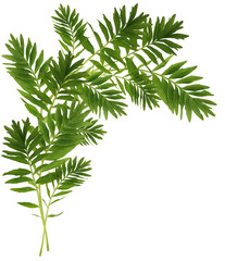 Decorative green branch