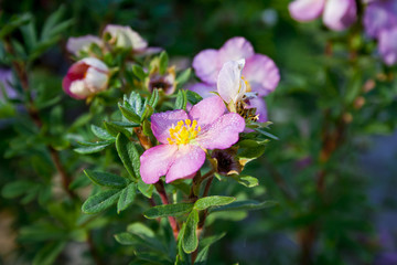 pink flowers in garden