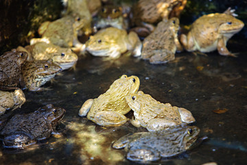 Frog mating