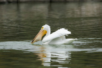 white pelican