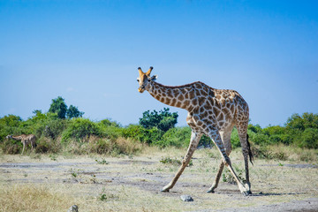 Giraffe seeing doing the splits and looking straight in the camera, during a safari in Botswana, Africa