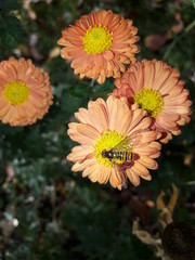 Insect On A Plant With A Yellow Part
