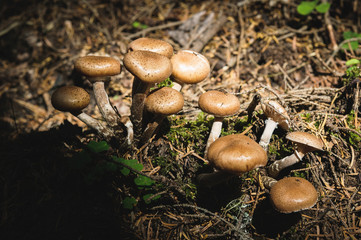 Close-up Edible mushrooms of honey agarics in a coniferous forest. Group of mushrooms in the natural environment