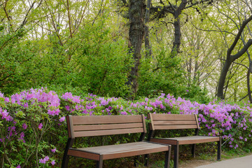 Wooden benches in the park in spring time