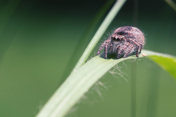 Weibliche Springspinne lauert