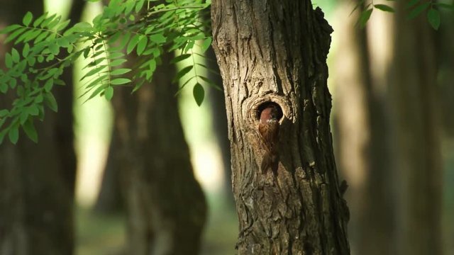 the bird feeds its chicks