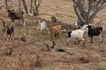 Goats in mountain village Othos on Karpathos in Greece