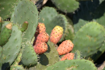in the focus ripe prickly pears of cactus plant, exotic impressions in sardinia with Prickly pear cactus fruits and leaf