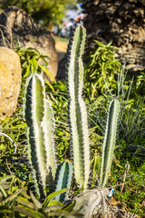 Cactus in the Judean desert