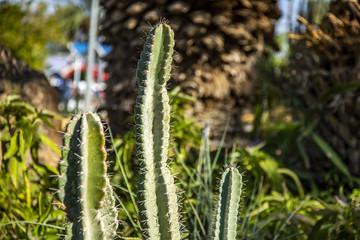 Cactus in the Judean desert
