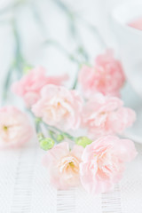 Fototapeta na wymiar Pink carnation flowers on a white background