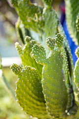 Cactus in the Judean desert
