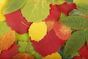 colored leaves background