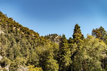 Fototapeta premium Aerial view of Forest Falls and Oak Creek in the San bernardino Mountains and National Forest with blue sky, green and yellow trees and plants