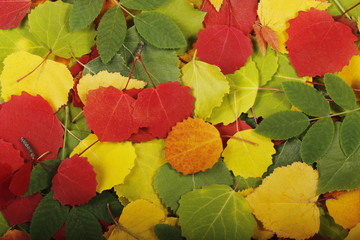 colored leaves background