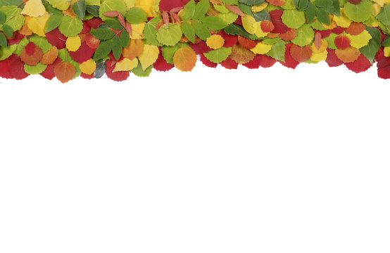 colored leaves background