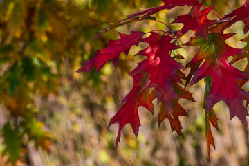 Leaves of an oak tree during fall