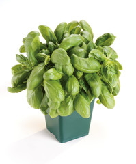BASIL PLANT