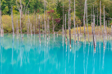 blue pond in Biei, Hokkaido Japan