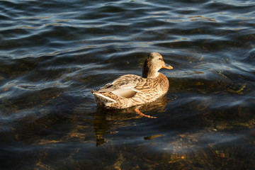 duck in water