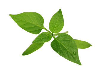 Fototapeta na wymiar fresh leaves of green branch of chili pepper isolated on white background