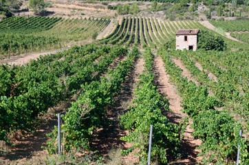 Hut in the middle of rows of vine in southern France