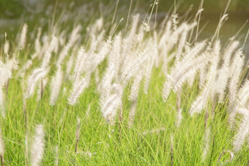 Pennisetum (feather grass)