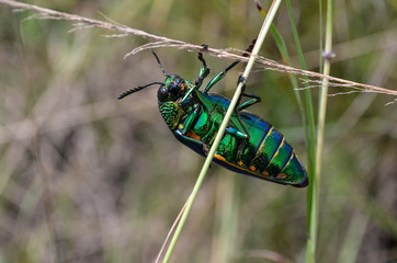 Jewel beetle in field macro shot