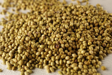 CORIANDER / CILANTRO SEEDS